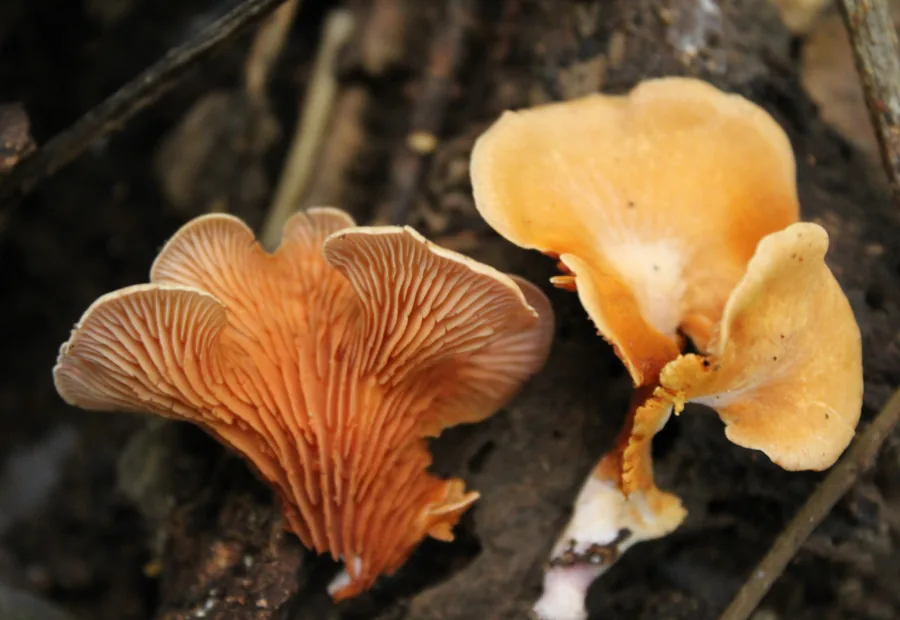 Detalle de las láminas de un hongo silvestre