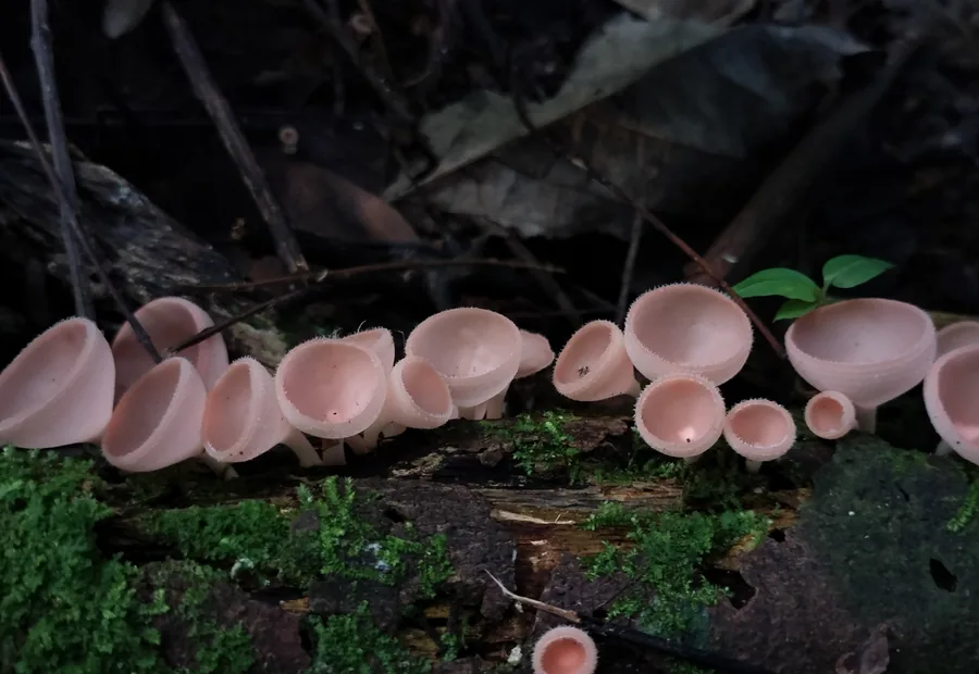 Grupo de hongos silvestres pequeños creciendo juntos sobre madera